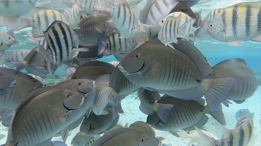San Andrés: Island Pontoon Boat Tour - What this San Andrés boat tour is really like