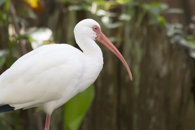 Savannah to Tybee Island with Dolphin Cruise - Why Tybee Island works as a Savannah day trip