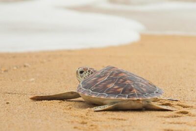 Savannah to Tybee Island with Dolphin Cruise