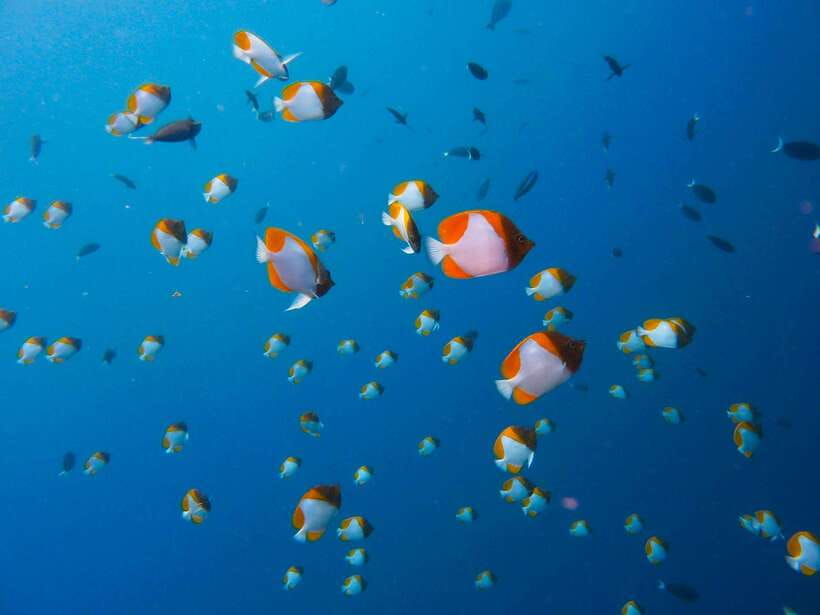 Semporna: Bohey 3 Islands Hike, Snorkel/Dive Tour with Lunch - What the $58 price really covers