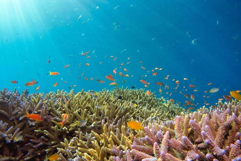 Semporna: Explore 3 Islands Tour Snorkel or Dive & Lunch - Boat time, group comfort, and practical limits