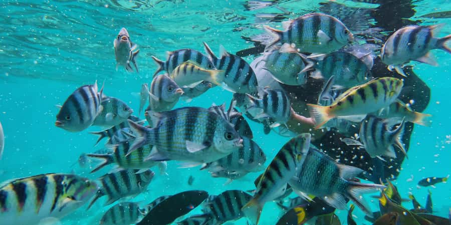 Semporna : Island Hopping Semporna Adventure - What the $100 price really covers
