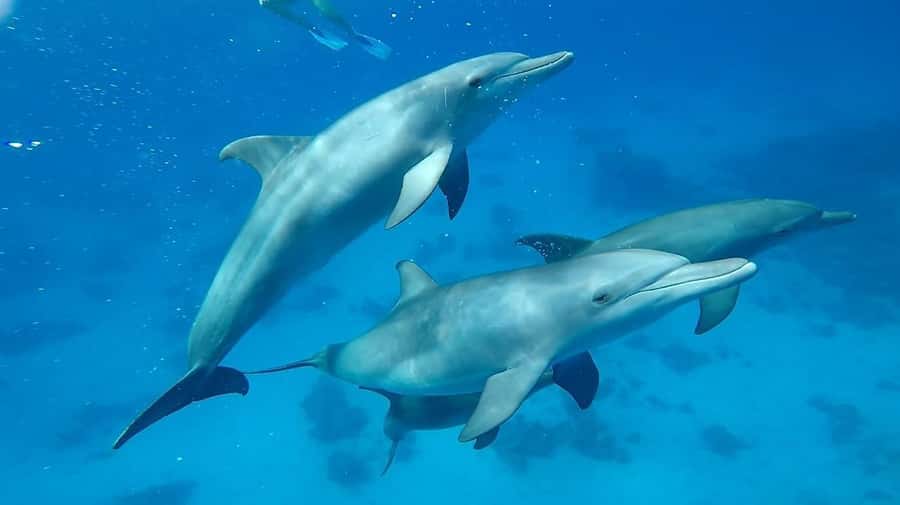 Sharm El Sheikh: Day sail to White island and Ras Mohamed - Who should book this boat trip?