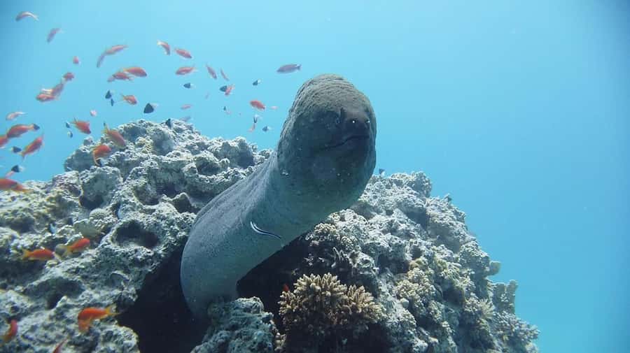Sharm El Sheikh: Day sail to White island and Ras Mohamed - Lunch on the yacht and what the food means for the day