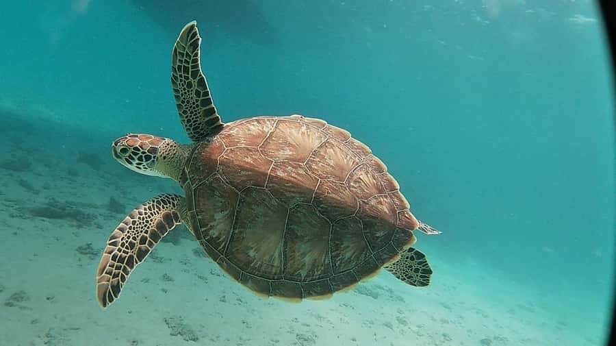Sharm El Sheikh: Day sail to White island and Ras Mohamed - How the crew shapes the experience