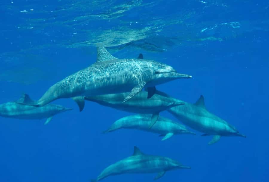 Sharm el-Sheikh: Premium Ras Mohammed & White Island Cruise - White Island and its fast-changing shoreline