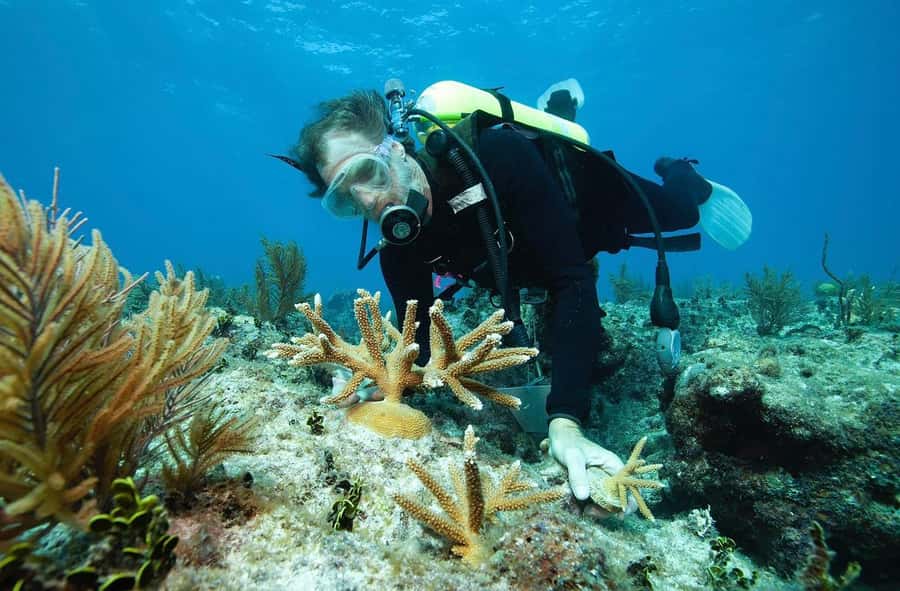 Sharm El Sheikh: Ras Mohamed and White island cruise - Who will enjoy this cruise most?