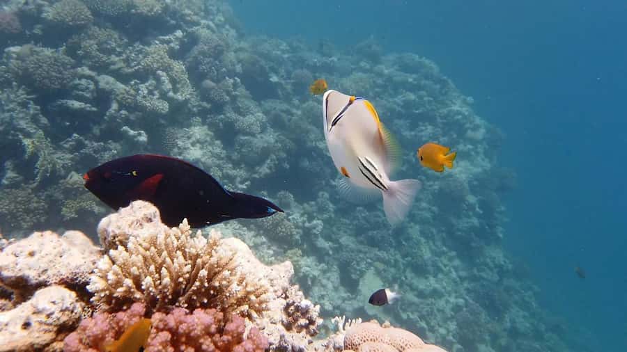 Sharm El Sheikh: Ras Mohamed and White island cruise - Why Ras Mohamed makes a good boat day
