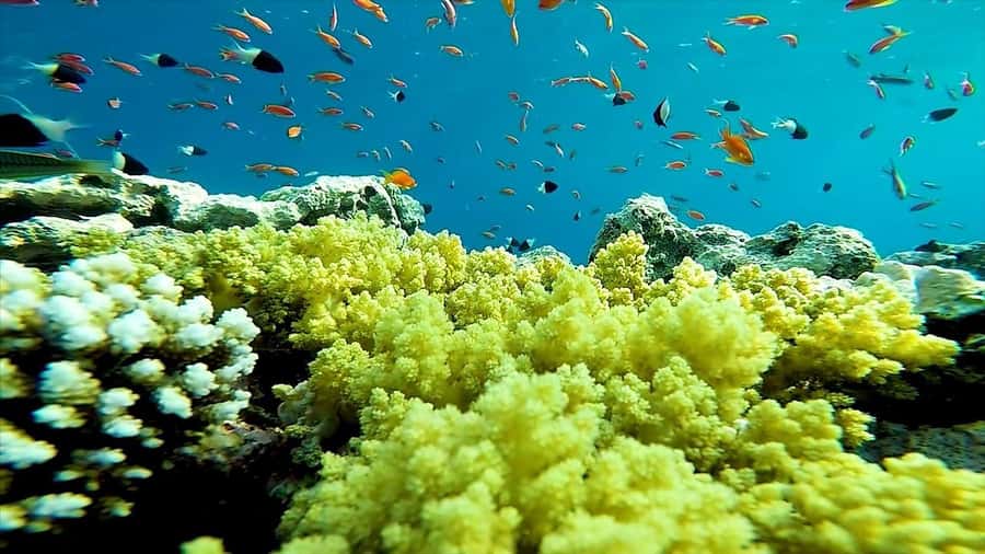 Sharm El Sheikh: Ras Mohamed and White island cruise - The first cruise through Ras Mohamed