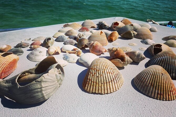 Shell Island Snorkel and Dolphin Catamaran Cruise with Island Time - Paddle boards, waterslide, and relaxed boat time