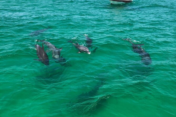 Shell Island Snorkel and Dolphin Catamaran Cruise with Island Time - What the $57.59 ticket really covers