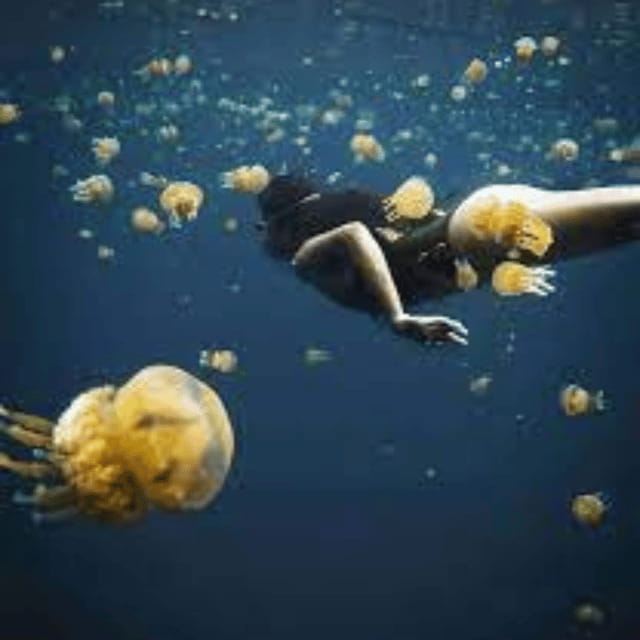 Siargao:Sohoton Island Hopping Tour with Jellyfish Sanctuary - Who should book this day