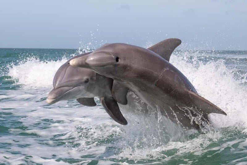 Side Dolphin Island Boat Cruise with Lunch & Drinks - A sea day from Side, not a guaranteed dolphin safari