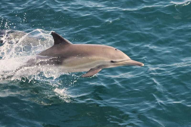 Side Dolphin Island Boat Cruise with Lunch & Drinks - Dolphin Island and the wildlife gamble