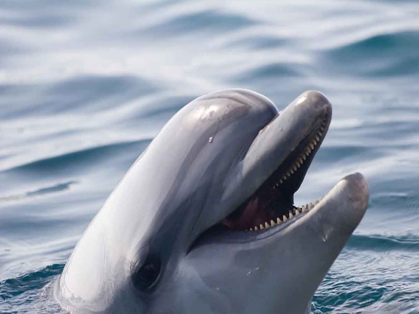 Side: Dolphin Island Boat Tour, Lunch, Sotf Drinks& Swimming - Who will enjoy this tour most