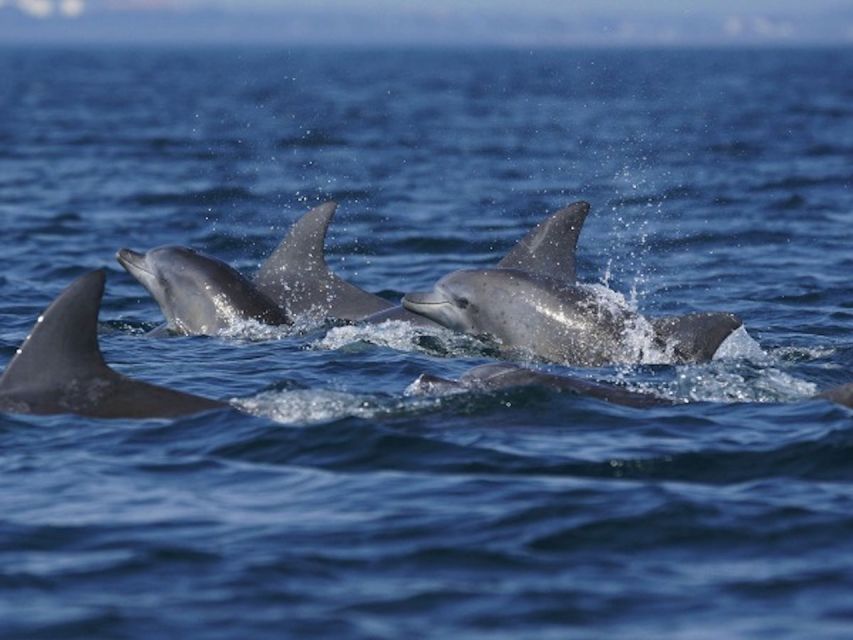 Side: Dolphin Island Boat Tour w/ Lunch & Foam Party - Who should book this cruise?