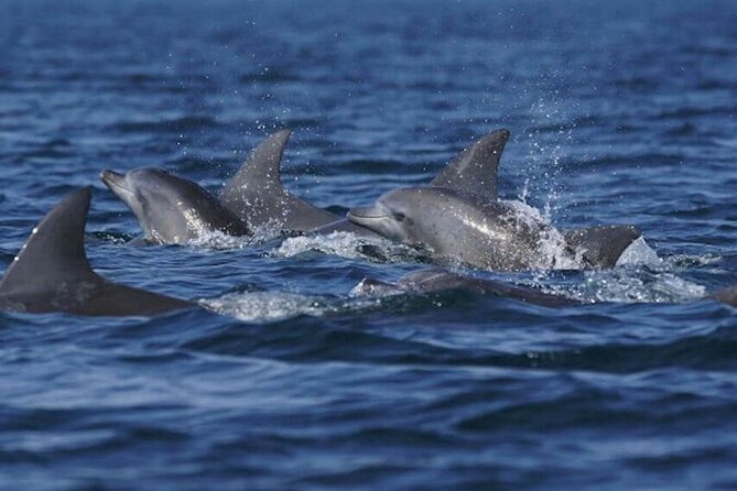 Side: Dolphin Island Boat Tour with Foam Party and Lunch - The family question: who will enjoy this most?