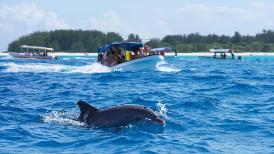 Side Dolphin Island Boat Trip with Lunch & Swim Stops - Swimming in clear coastal bays