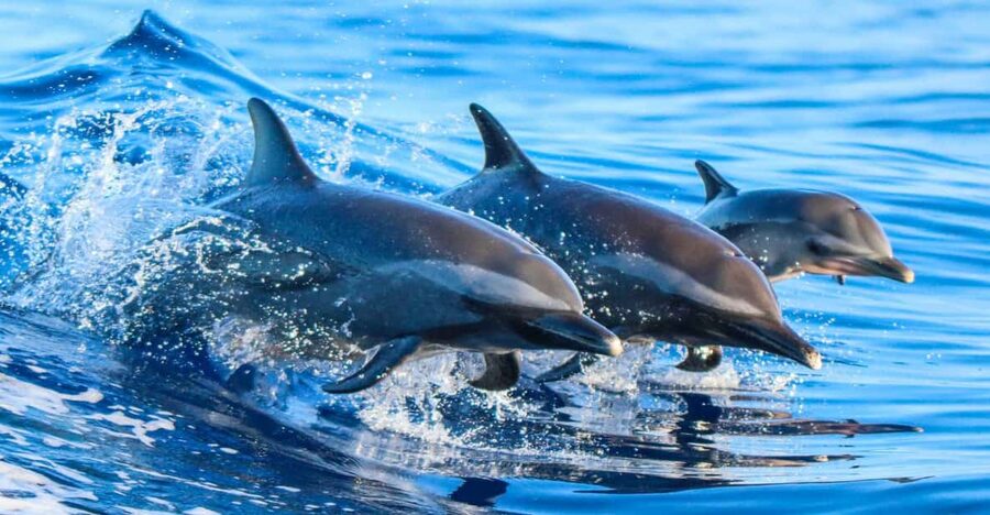 Side: Dolphin Island Boat Trip with Lunch & Unlimited Drinks - Side’s ancient port and Apollo Temple from the water