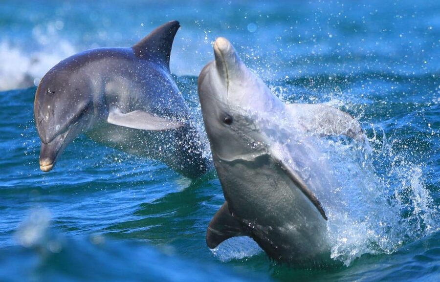 Side: Dolphin Island Boat Trip with Lunch & Unlimited Drinks - Pickup details and who should skip it