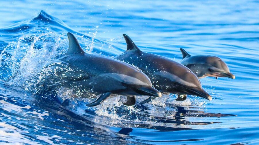 Side: Dolphin Island Boat Trip with Lunch & Unlimited Drinks - The Manavgat River and the meeting point with the sea