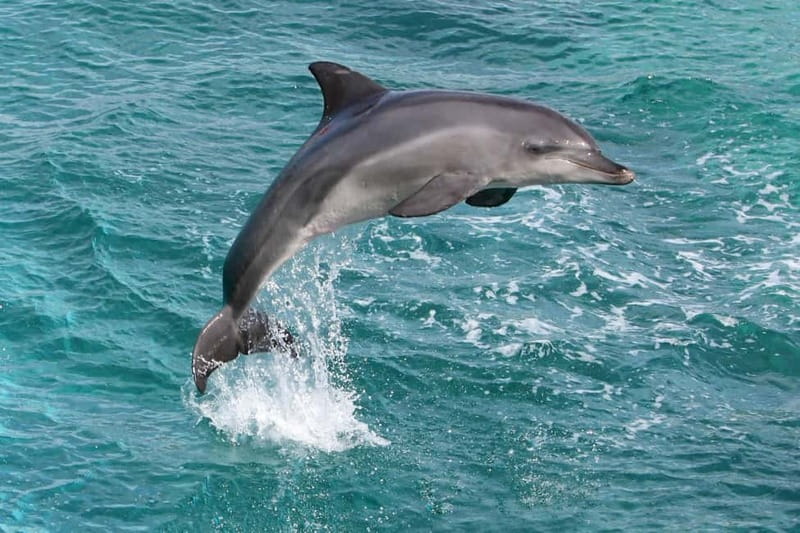 Side: Dolphins Island Cruise with Swimming Stops and Lunch - The river mouth and first swim stop