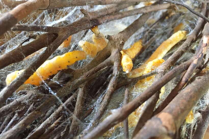 Silk Island Cruise and Tours with English Speaking Guide - Following silk from silkworm to scarf
