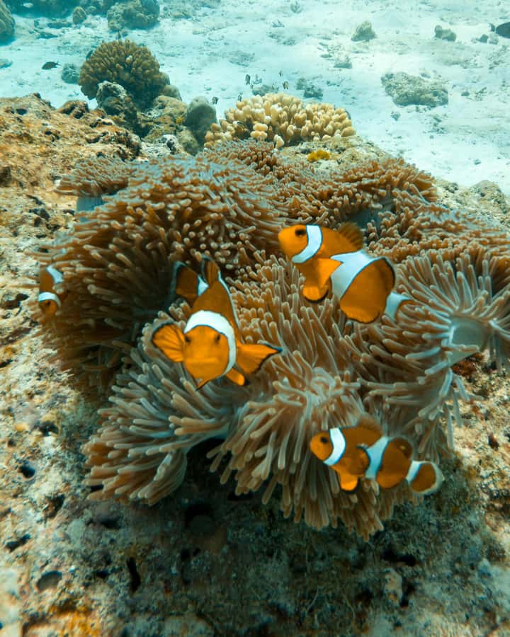 SIMILAN ISLAND BY SPEED BOAT FROM PHUKET - Who should book this island trip