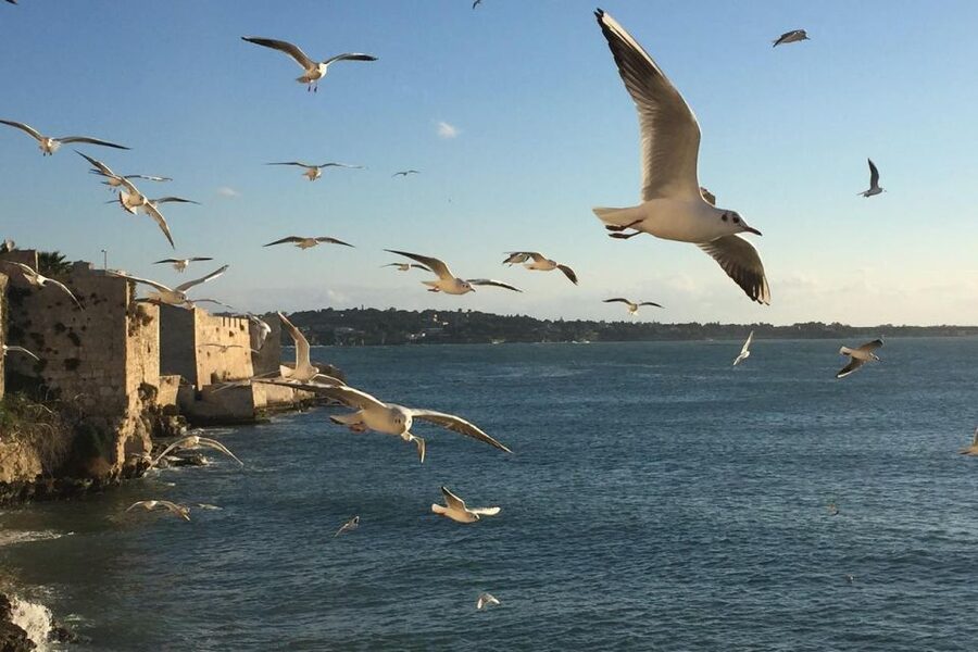 Siracusa: Ortygia Island Boat Tour with Grotto Visit - Circling Ortygia’s historic waterfront