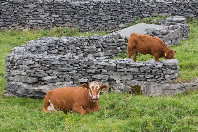 Small Group - Cliffs Cruise, Aran Islands AND Connemara in One Day from Galway - Is the $151.23 price fair?