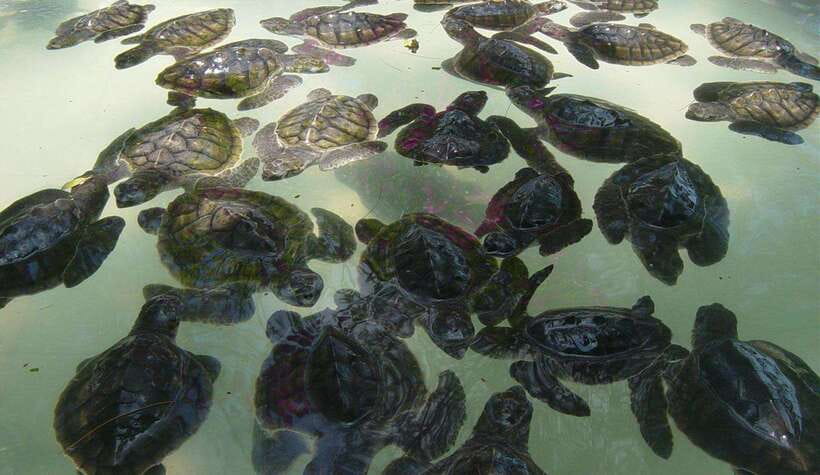 Snorkeling around 3 island & turtle sanctuary - First stop: the underwater statue and blue coral