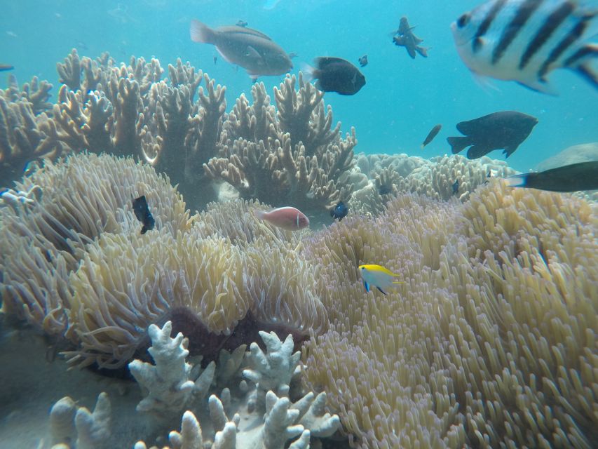 Snorkeling Cham Island: Snorkeling Tour by Speed Boat - From Da Nang or Hoi An to Cua Dai Wharf