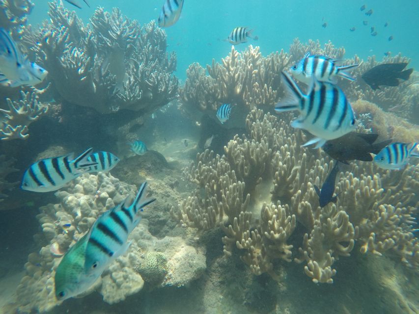 Snorkeling Cham Island: Snorkeling Tour by Speed Boat - Should you book this tour?