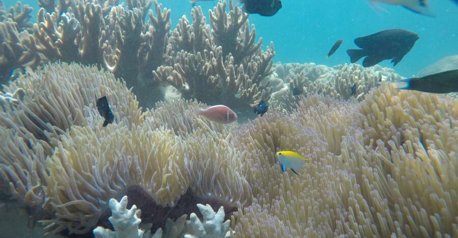 Snorkeling Cham Island: Snorkeling Tour by Speed Boat - Snorkeling at Hon Nhon Beach
