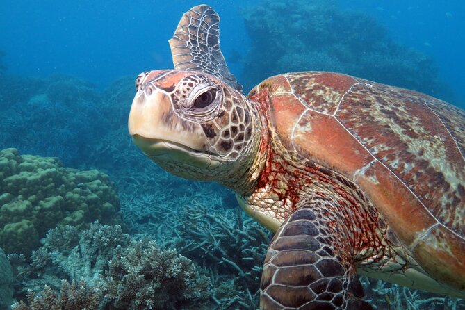 Snorkelling or Glass Bottom Boat at Green Island from Cairns - Is $87.50 good value?