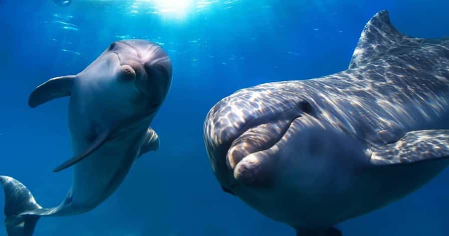 St. Petersburg: Private Barrier Island and Dolphin Boat Tour - Who will enjoy this St. Petersburg outing most