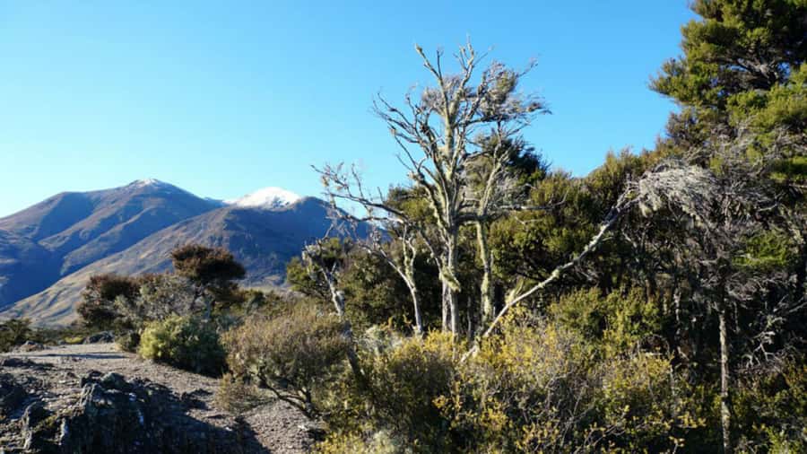 Stevensons Island 2-Hour Cruise and Nature Walk - Forty minutes across Lake Wanaka