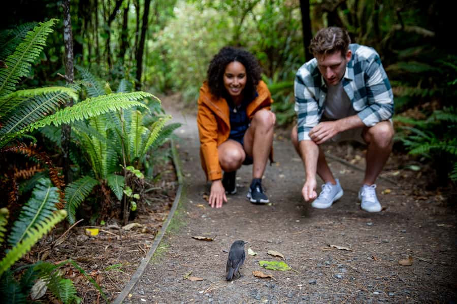 Stewart Island: Ulva Island Guided Wilderness Walk & Cruise - How much value do you get for $86?