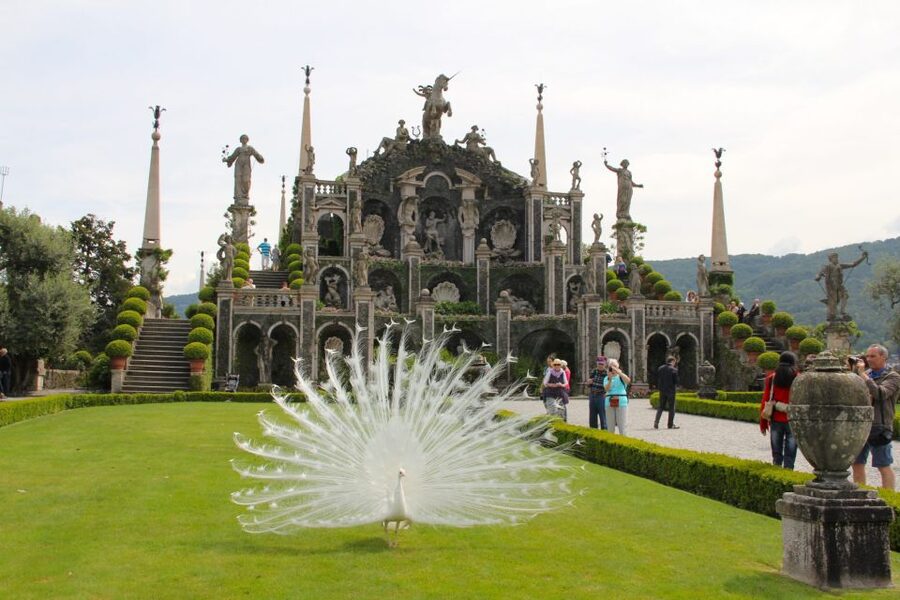 Stresa: 3 Borromean Islands Boat Tour - Isola Pescatori and lunch by the water