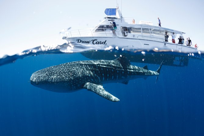 Swim with Whale Sharks in the Ningaloo Reef: 3 Island Shark Dive - Why the Ningaloo whale shark day is special