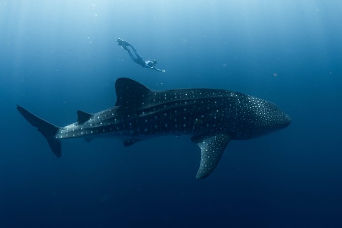 Swim with Whale Sharks in the Ningaloo Reef: 3 Island Shark Dive - The eight-hour schedule from Exmouth