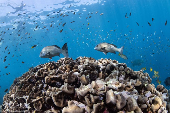 Swim with Whale Sharks in the Ningaloo Reef: 3 Island Shark Dive - Food, drinks, and the photographer