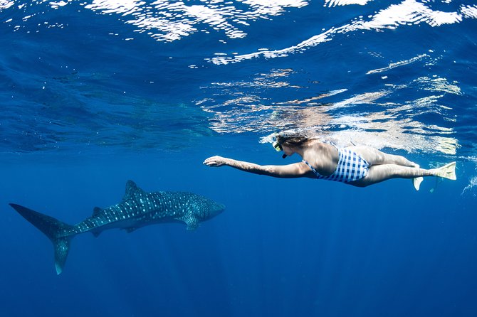 Swim with Whale Sharks in the Ningaloo Reef: 3 Island Shark Dive - The crew and the feeling on board