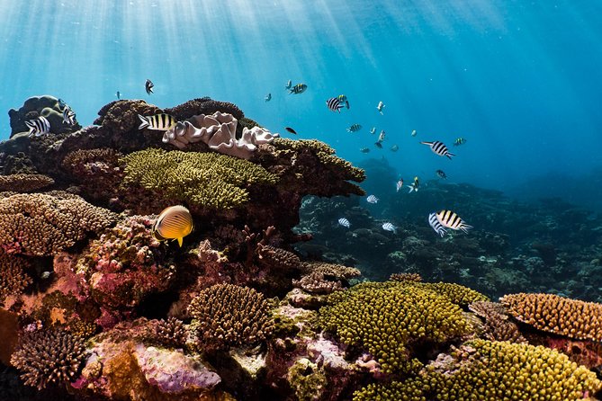 Swim with Whale Sharks in the Ningaloo Reef: 3 Island Shark Dive - Is the $444.69 price good value?