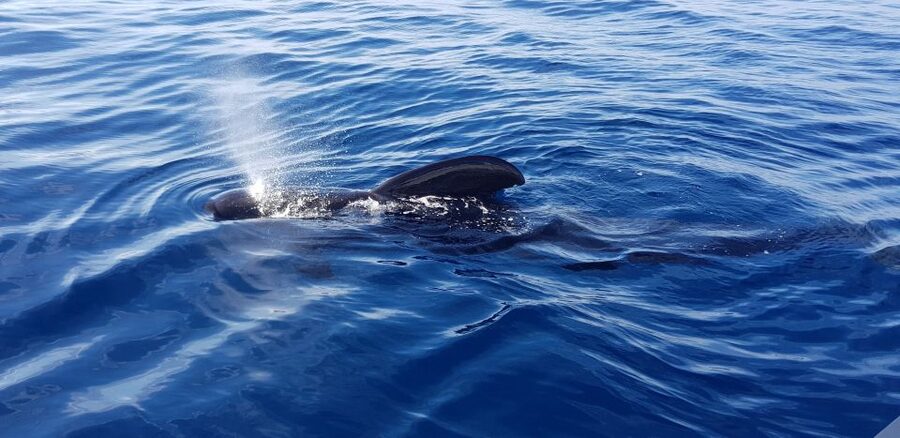 Tenerife: South Island Boat-Trip and Sea Excursion - What the private group format is worth