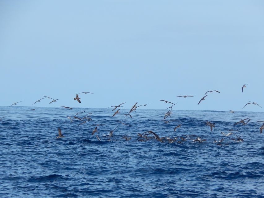 Terceira Island: Ilhéus Cabras Boat Tour | Protected Area - What the two-hour outing is likely to feel like