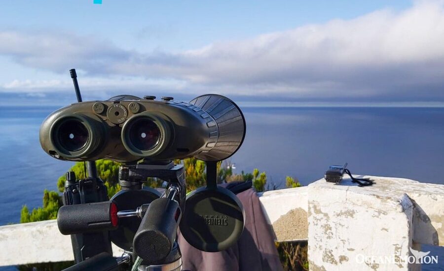 Terceira: Whale & Dolphin Watching | Best Wildlife Tour - Key points before you book