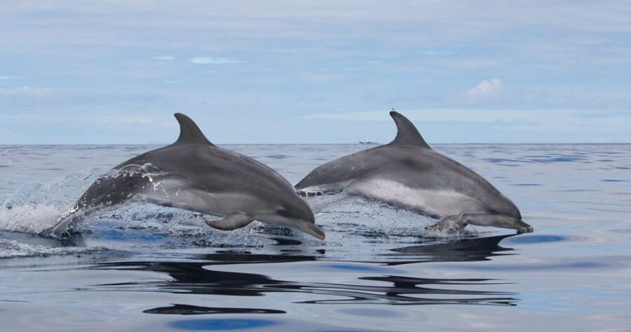 Terceira: Whale & Dolphin Watching | Best Wildlife Tour - Why Terceira is such a strong whale-watching base