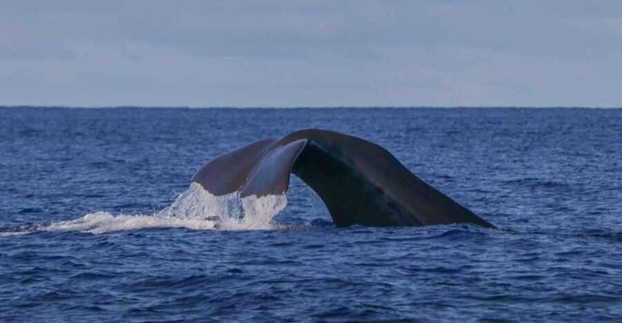 Terceira: Whale & Dolphin Watching | Best Wildlife Tour - How the land spotters guide the boat
