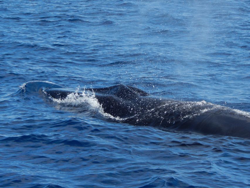 Terceira: Whale & Dolphin Watching | Best Wildlife Tour - What the 2.5-hour trip feels like